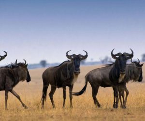 10-days-tanzania-private-serengeti-banner