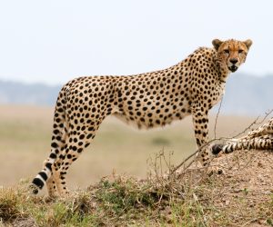 Cheetah, Serengeti