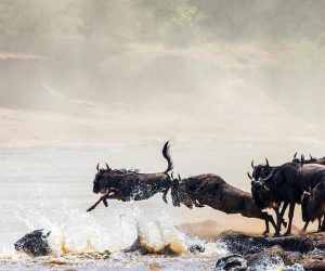 great-wildebeest-migration
